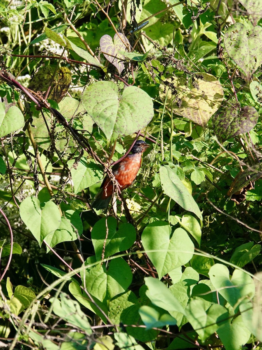 Painted Bunting - ML642125493