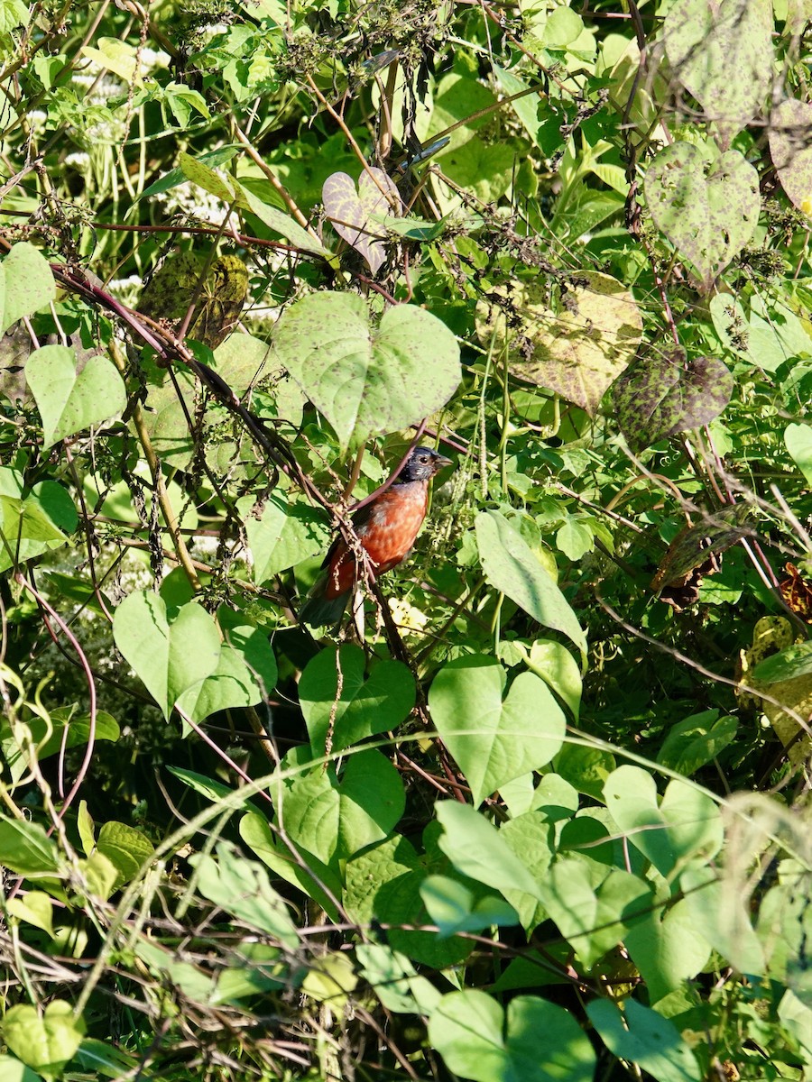 Painted Bunting - ML642125494