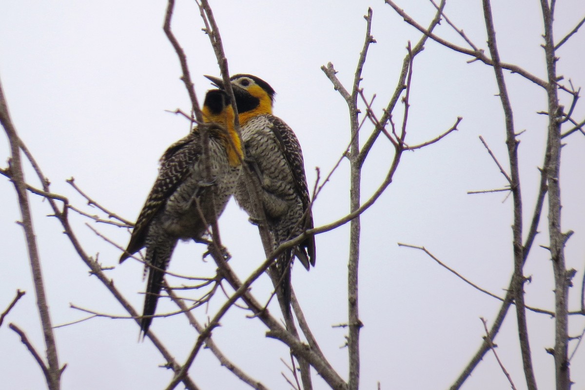 Campo Flicker - ML642125495