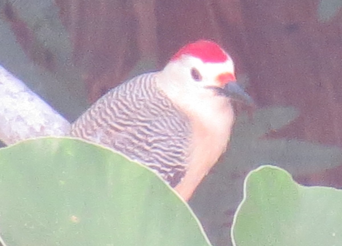 Golden-fronted Woodpecker - ML642125497