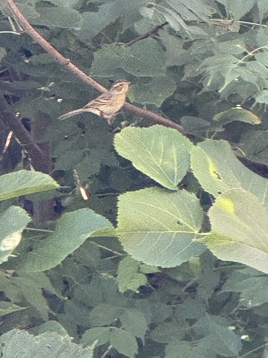 Clay-colored Sparrow - ML642125504