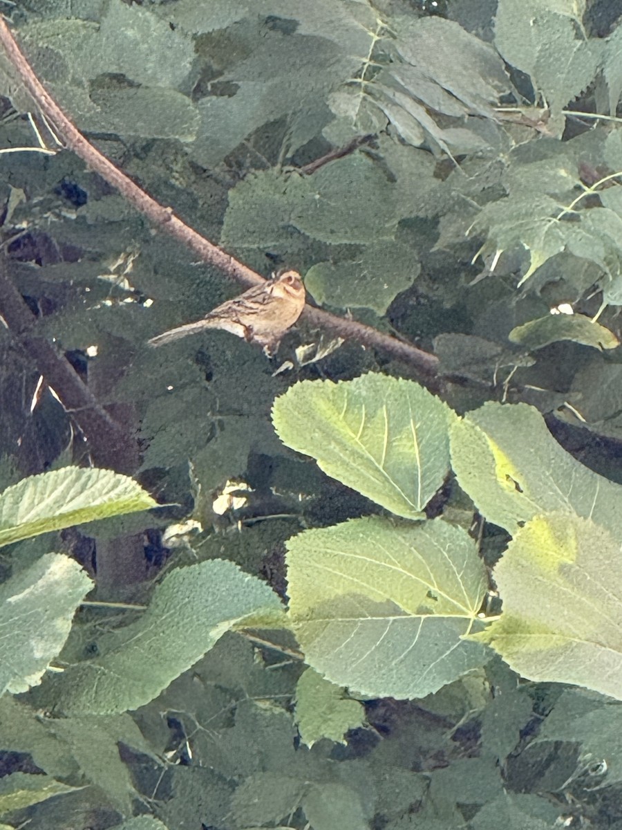 Clay-colored Sparrow - ML642125505