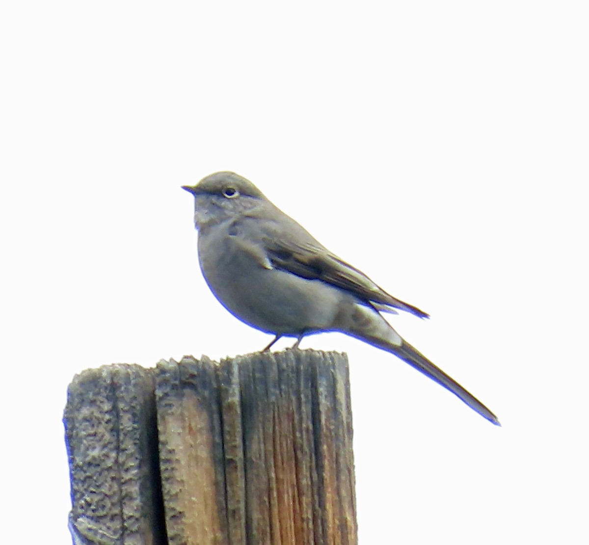 Townsend's Solitaire - ML642125508