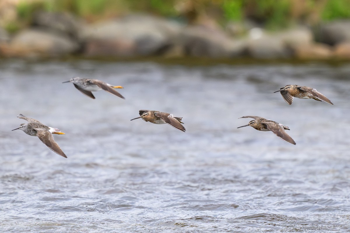 Short-billed Dowitcher - ML642125516