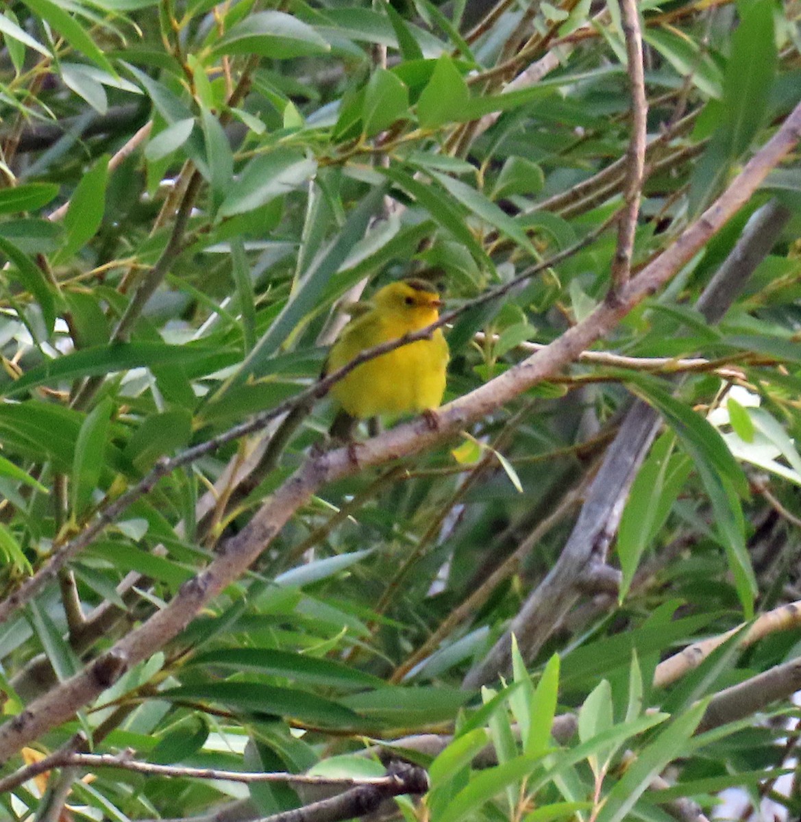 kalottparula - ML642125522