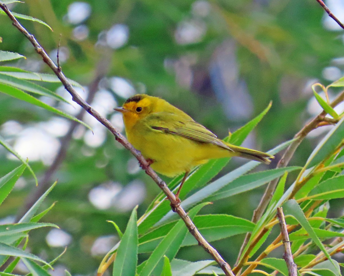 kalottparula - ML642125525