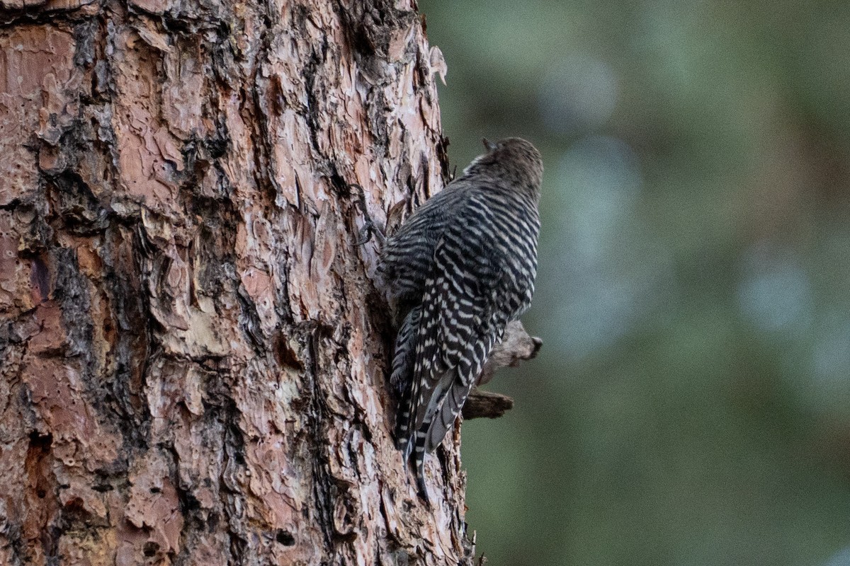 Williamson's Sapsucker - ML642125528
