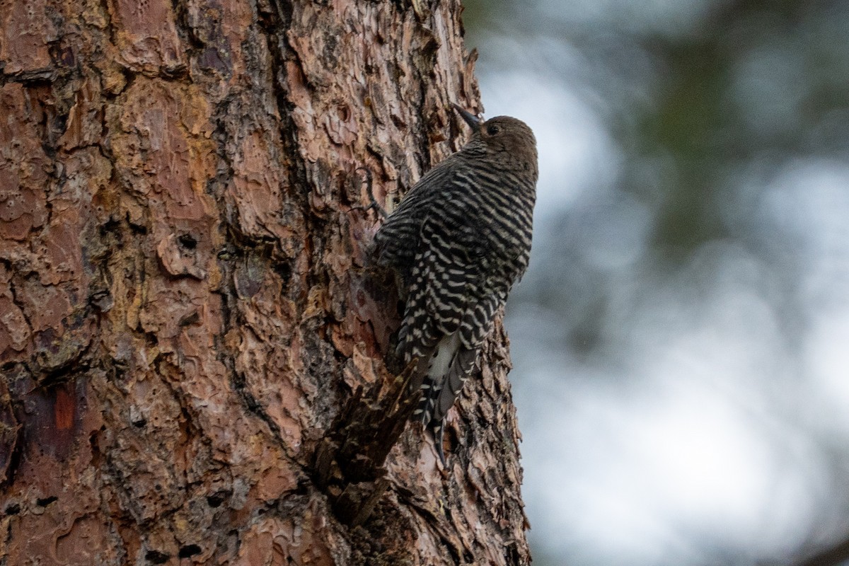 Williamson's Sapsucker - ML642125529