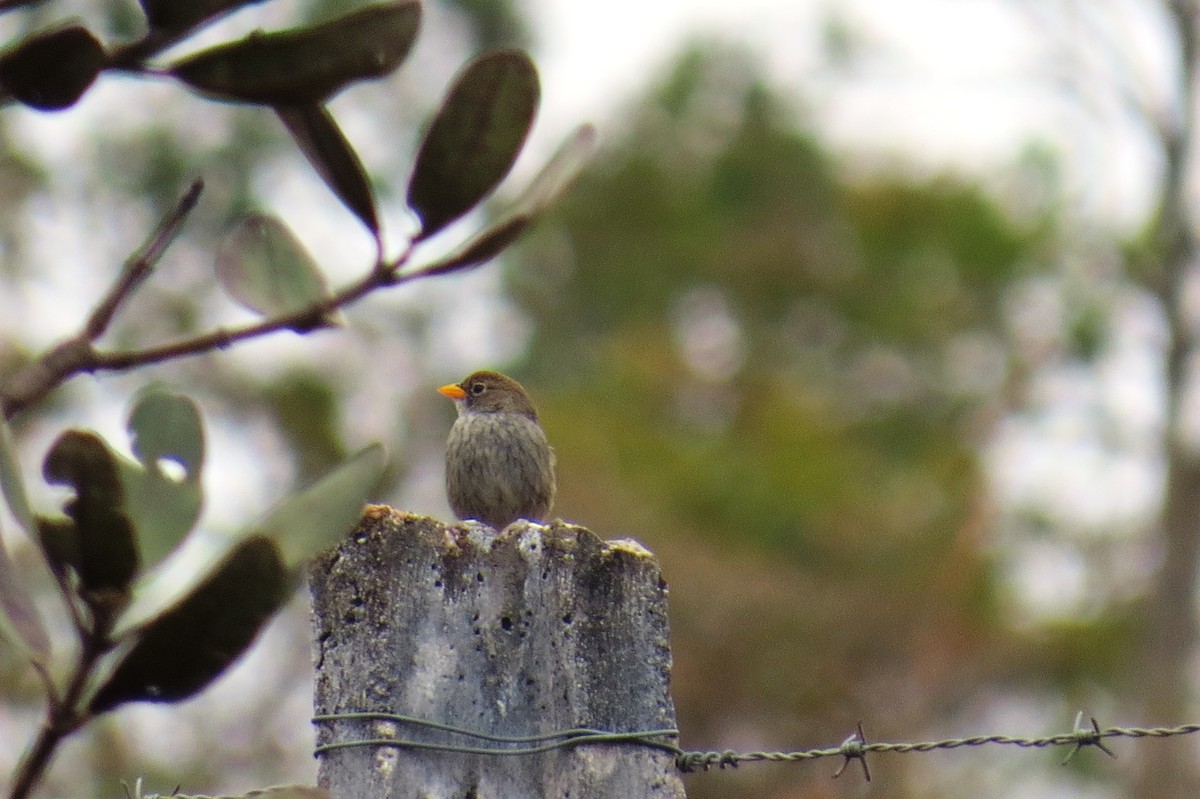 Blue Finch - ML642125537