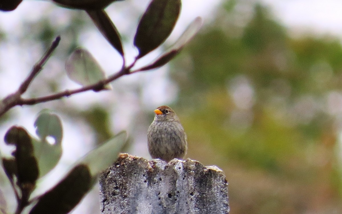 Blue Finch - ML642125538