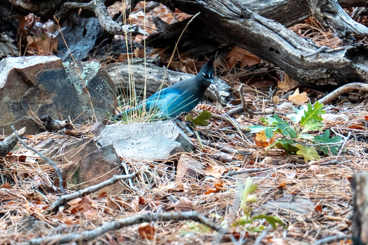 Steller's Jay - ML642125542