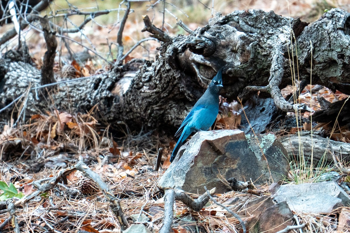 Steller's Jay - ML642125543