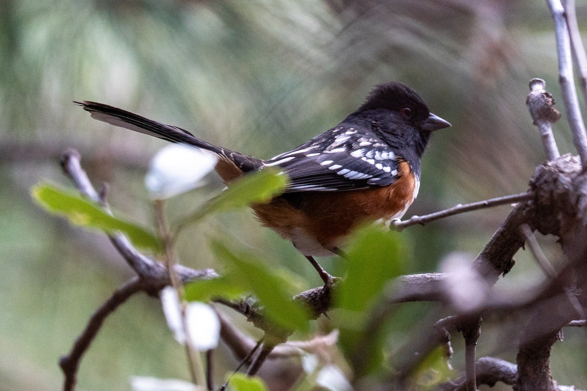 Spotted Towhee - ML642125556
