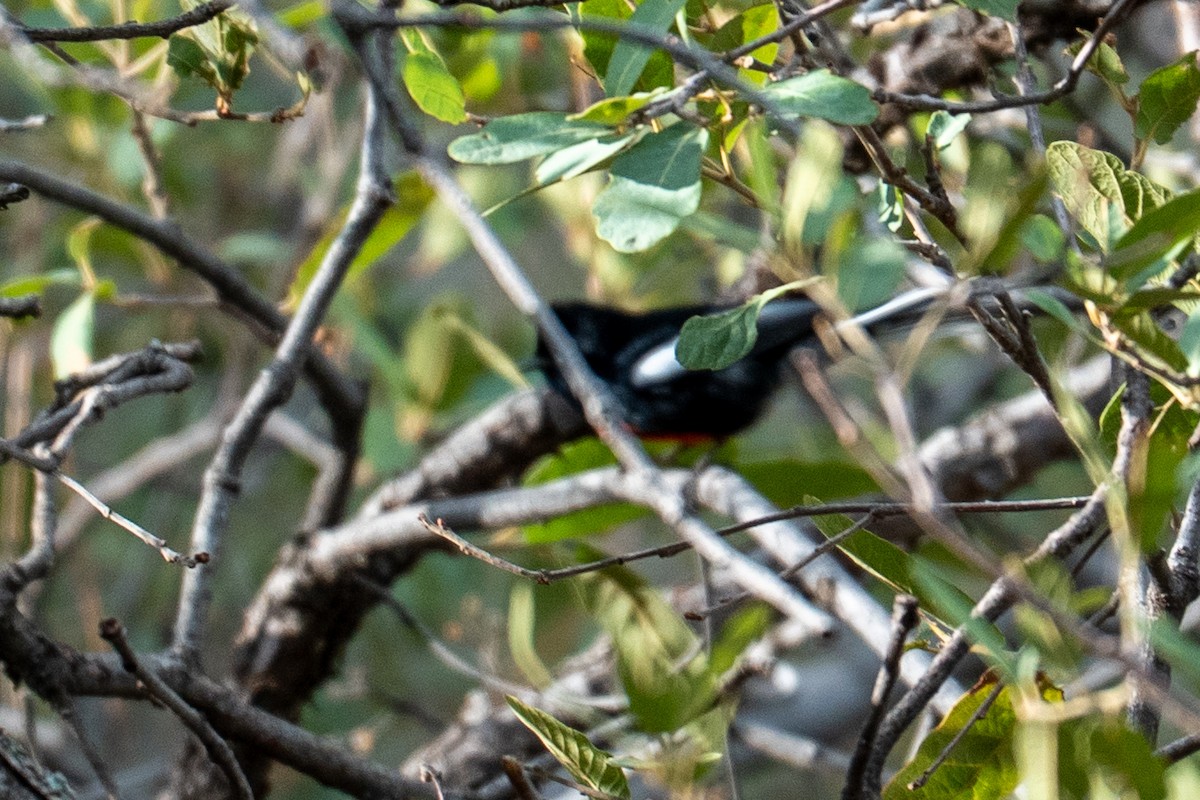 Painted Redstart - ML642125558