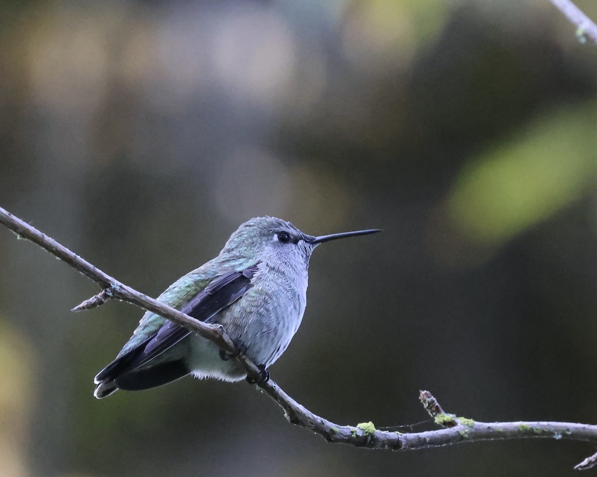 rødmaskekolibri - ML642125567