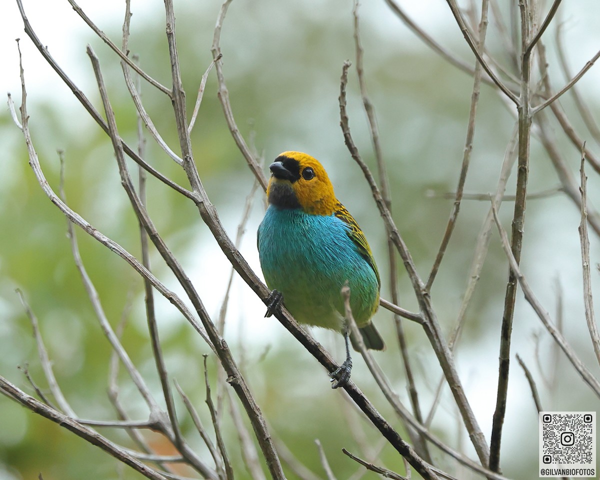 Gilt-edged Tanager - ML642125569