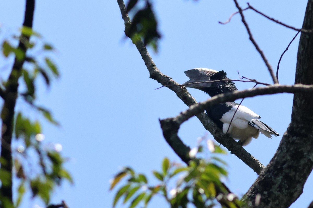 Grauwangen-Hornvogel - ML642125570