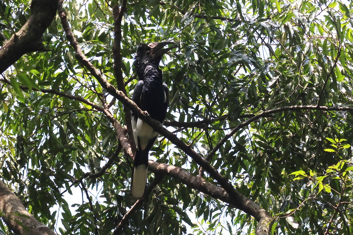 Grauwangen-Hornvogel - ML642125572