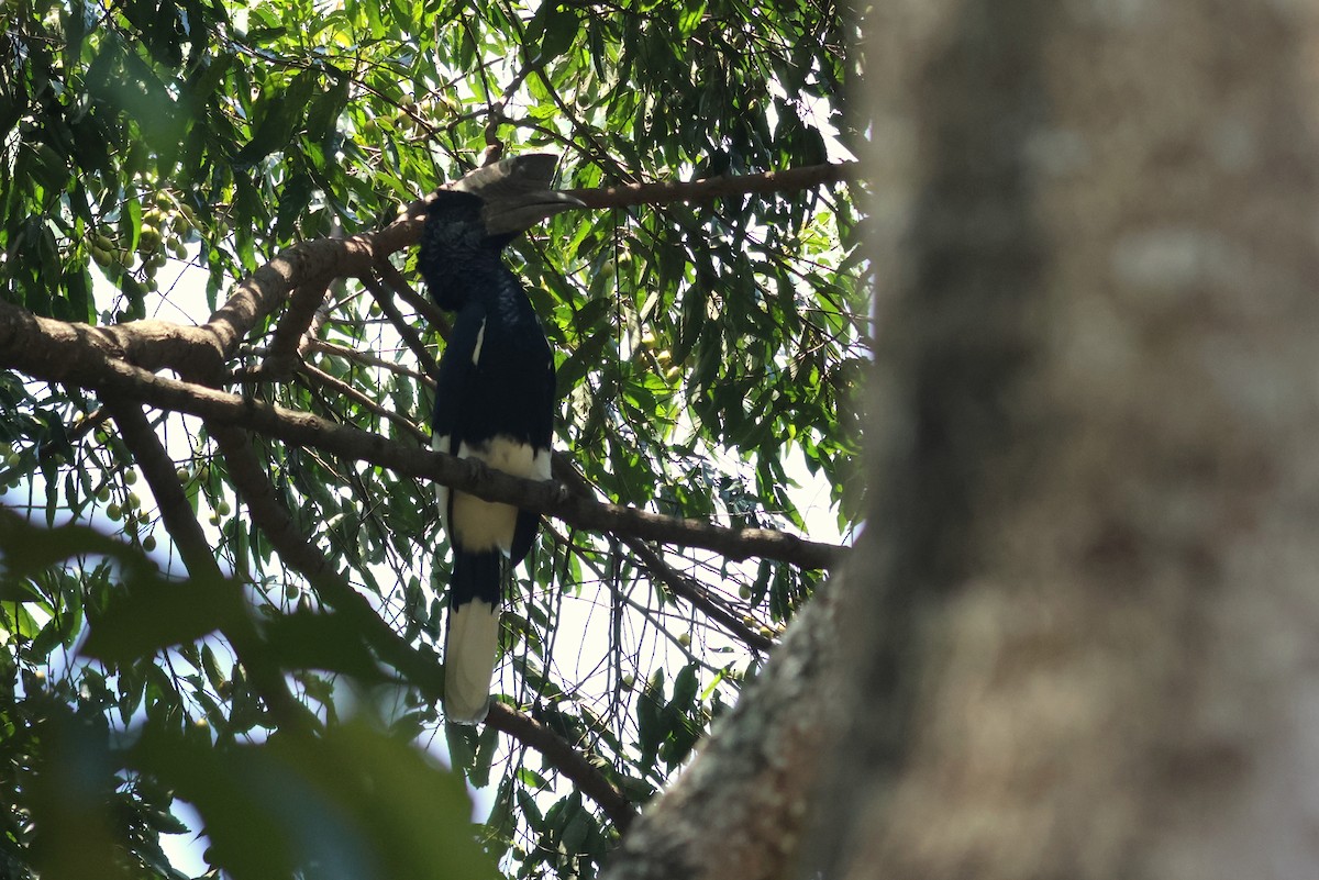 Grauwangen-Hornvogel - ML642125573