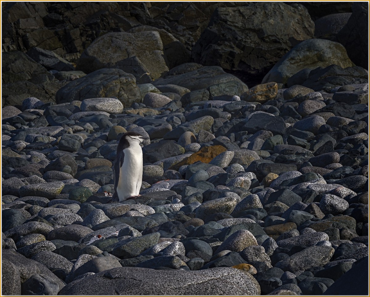 Chinstrap Penguin - ML642125580