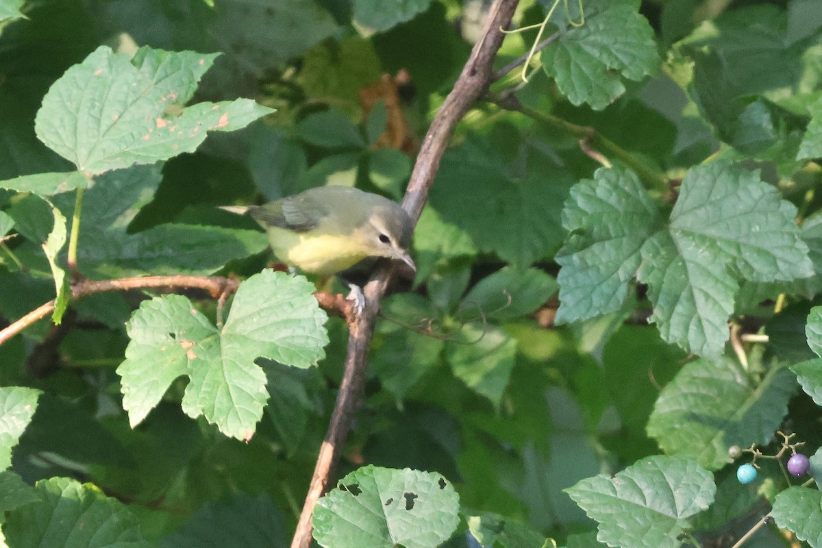 Philadelphia Vireo - ML642125581