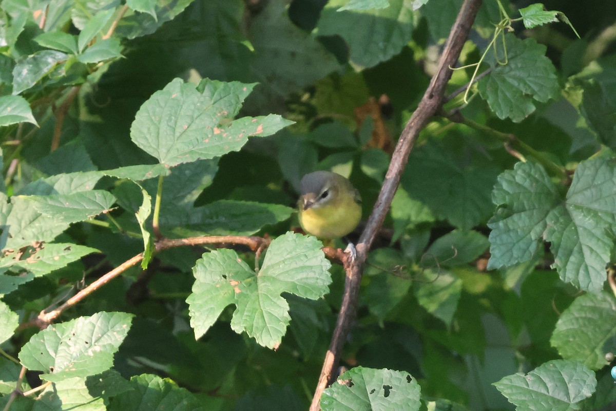 Philadelphia Vireo - ML642125582