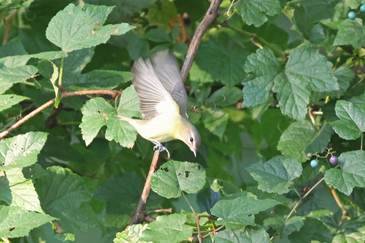 Philadelphia Vireo - ML642125583