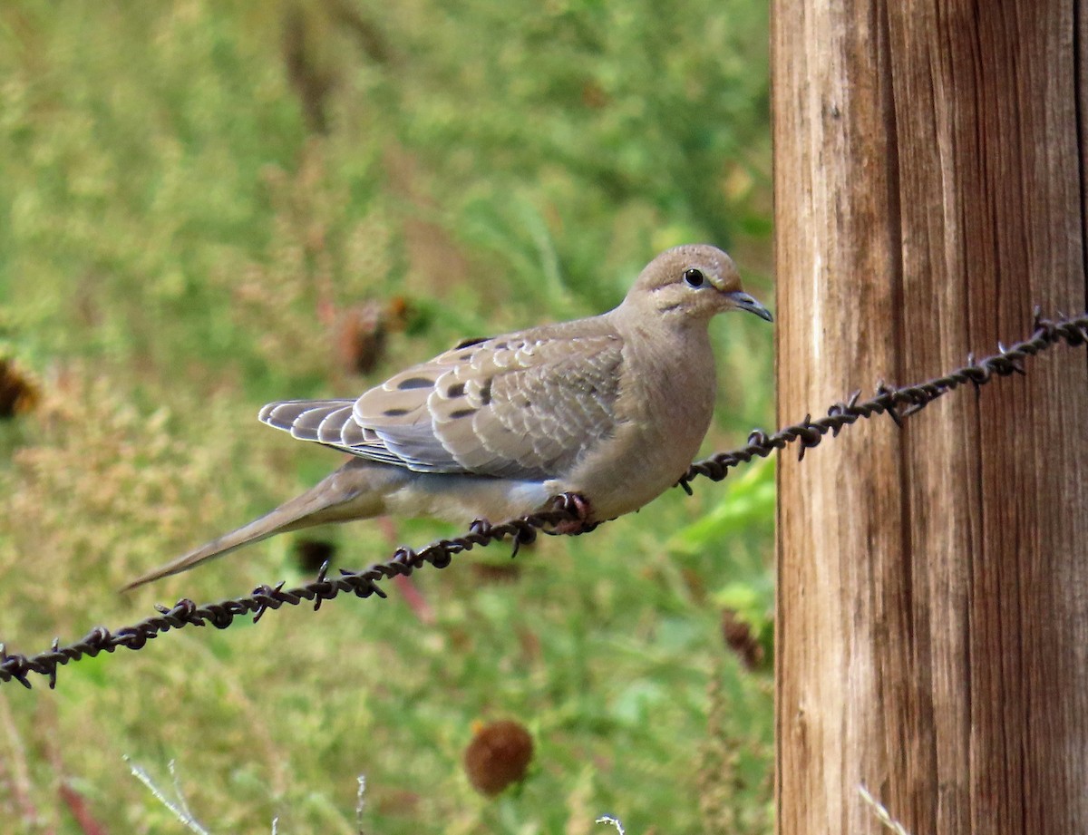 Mourning Dove - ML642125594