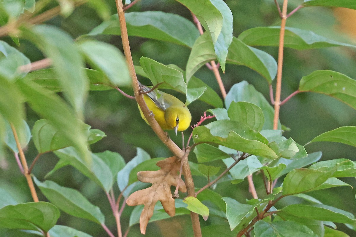 Blue-winged Warbler - ML642125604