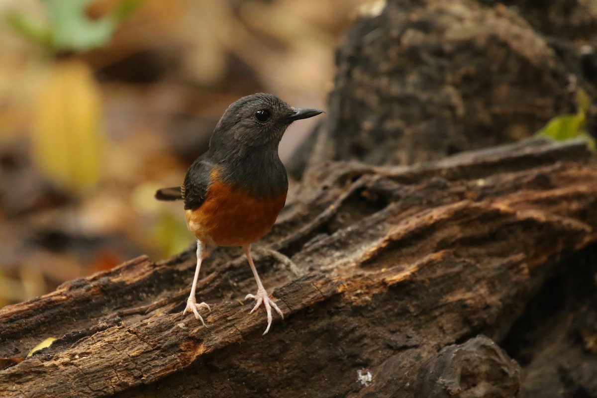 White-rumped Shama - ML642125606
