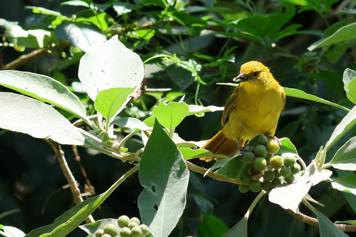 Bulbul Alegre - ML642125611