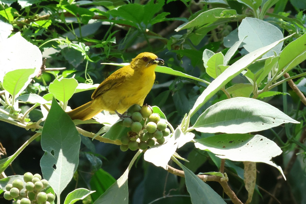 Bulbul Alegre - ML642125612