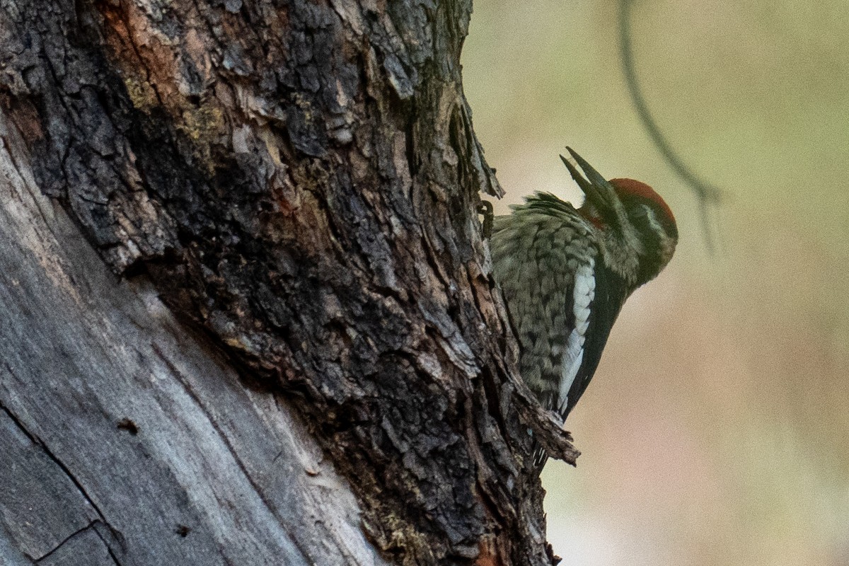 Red-naped Sapsucker - ML642125616
