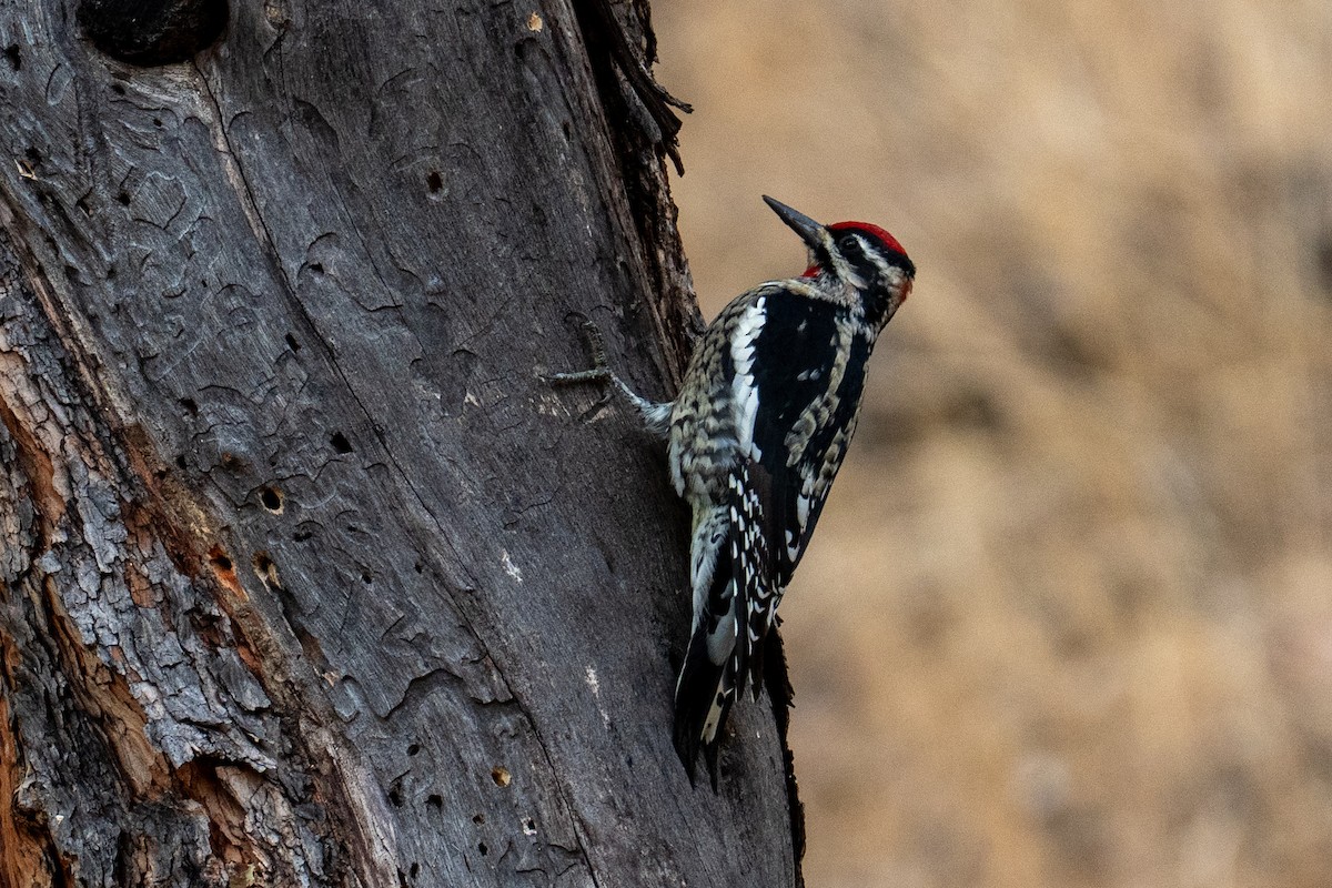 Red-naped Sapsucker - ML642125617