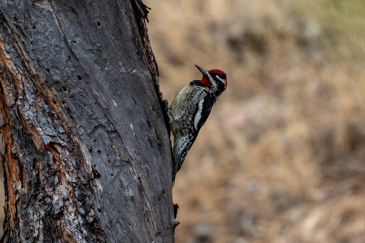 Red-naped Sapsucker - ML642125618