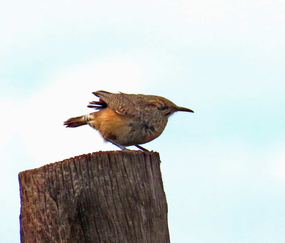 Rock Wren - ML642125619