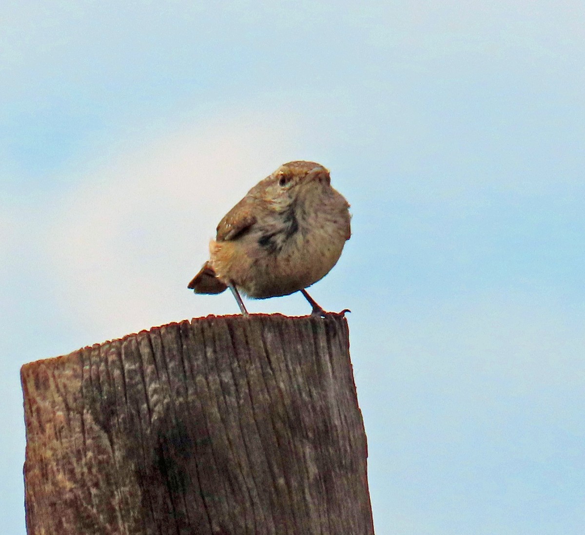 Rock Wren - ML642125620