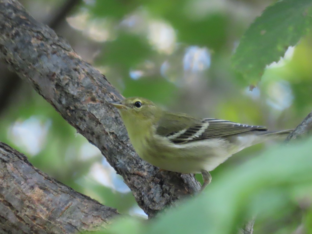 Blackpoll Warbler - ML642125622
