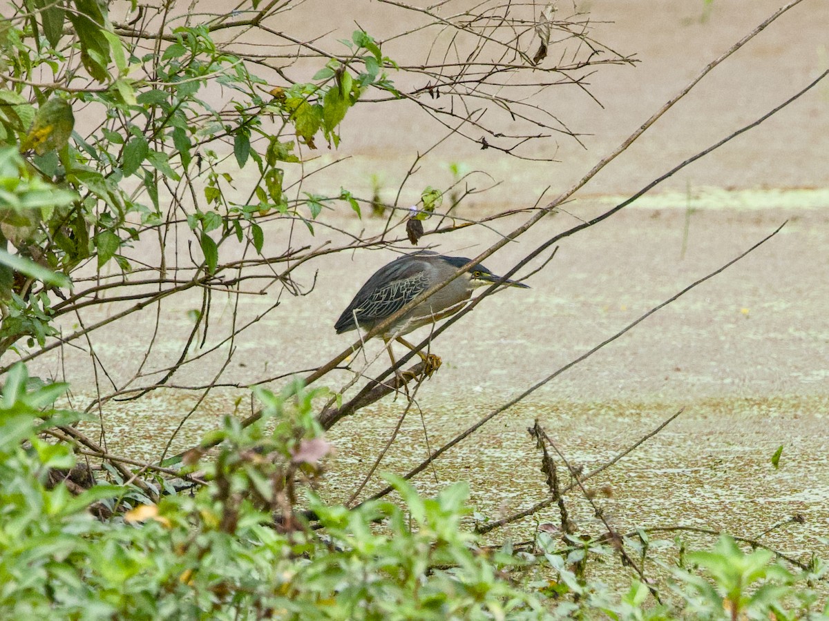 Striated Heron (South American) - ML642125623