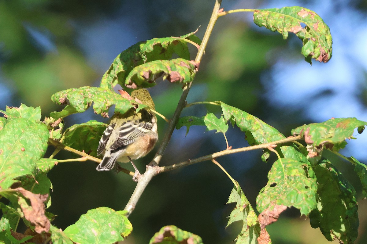 Bay-breasted Warbler - ML642125624