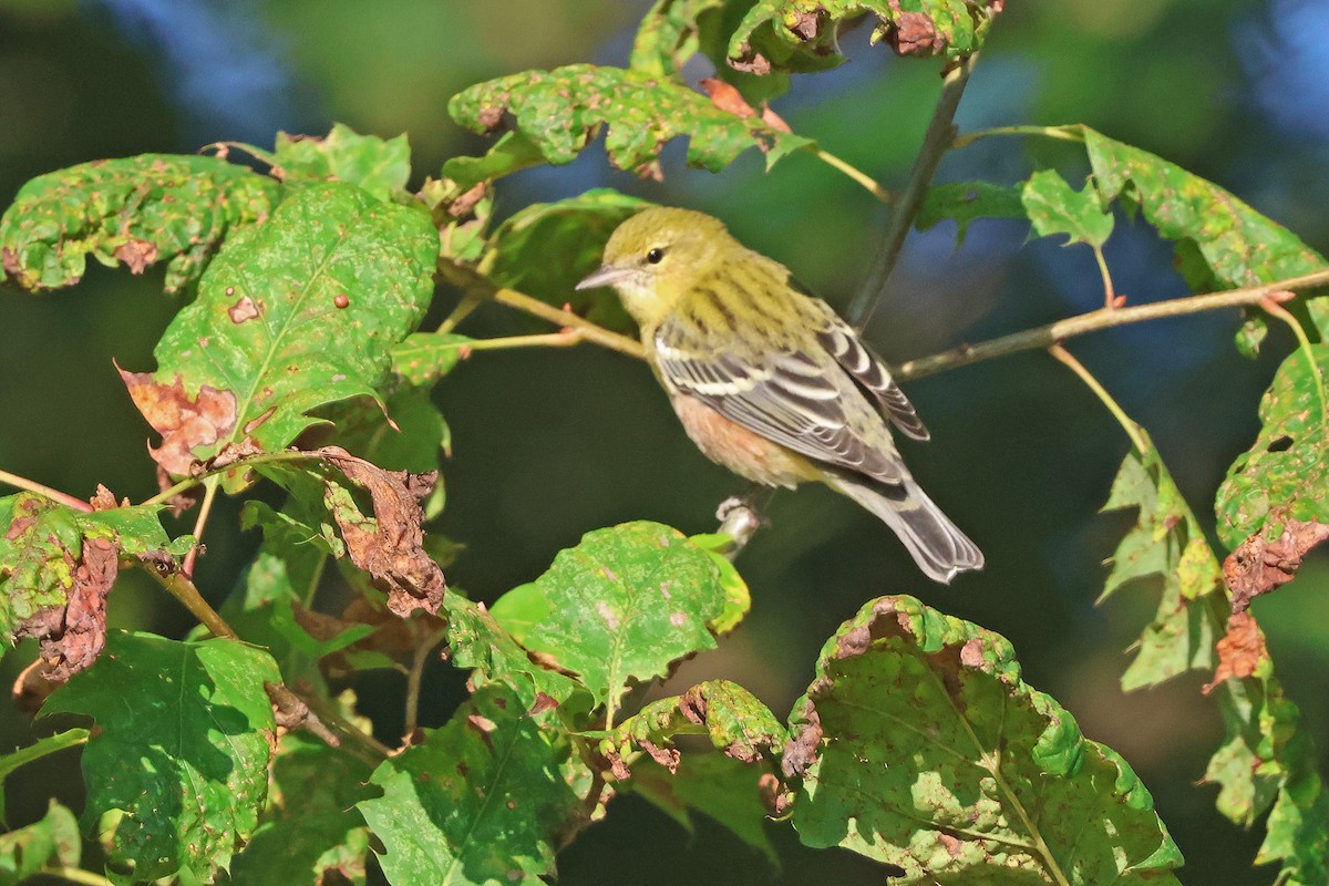 Bay-breasted Warbler - ML642125625