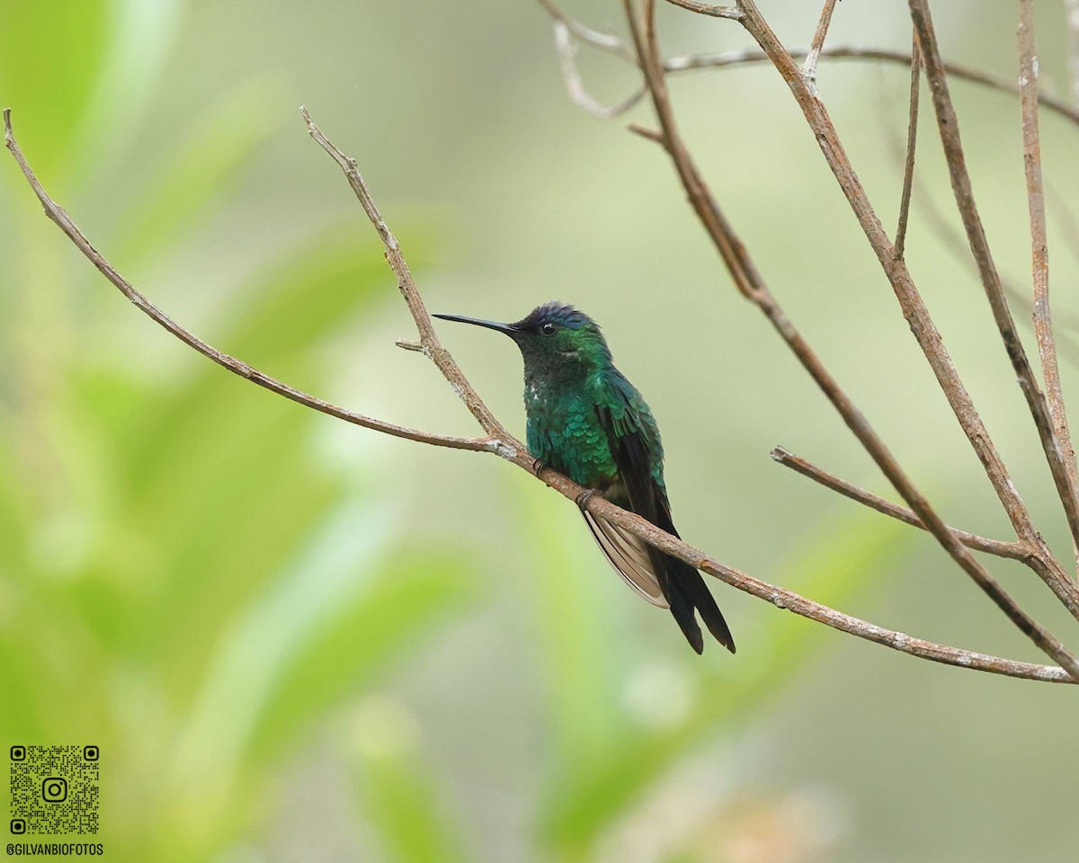 Violet-capped Woodnymph - ML642125626