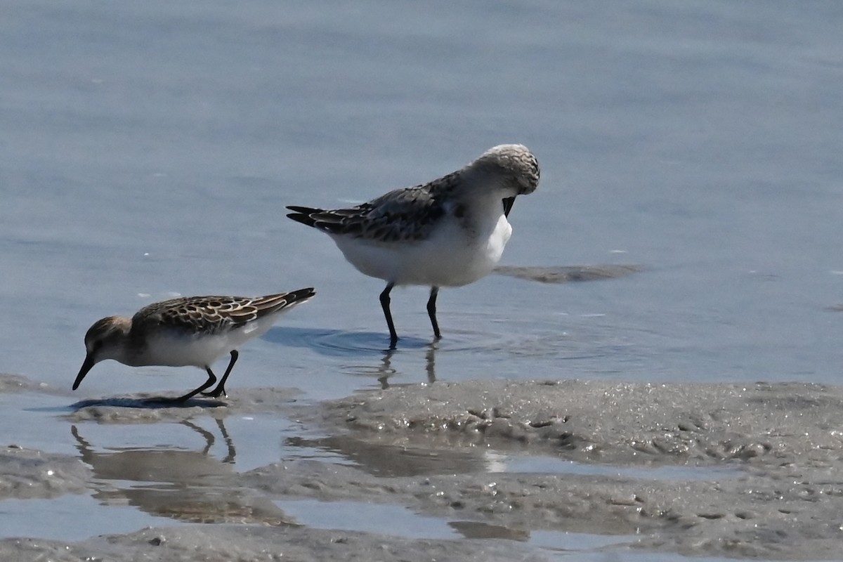 Sanderling - ML642125634
