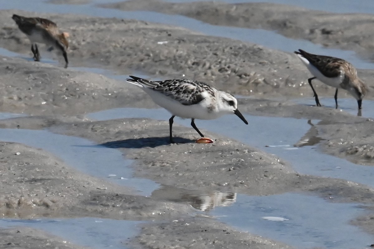 Sanderling - ML642125635