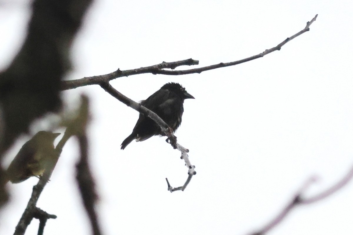 Vieillot's Black Weaver - ML642125636