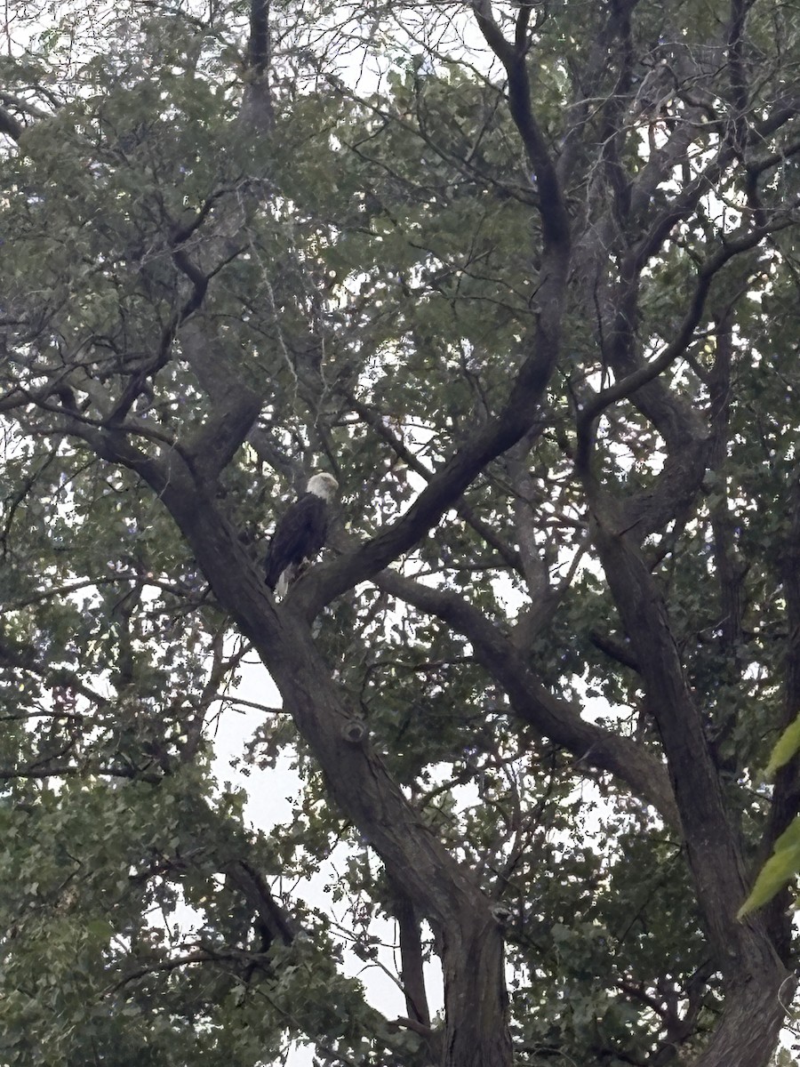 Bald Eagle - ML642125639