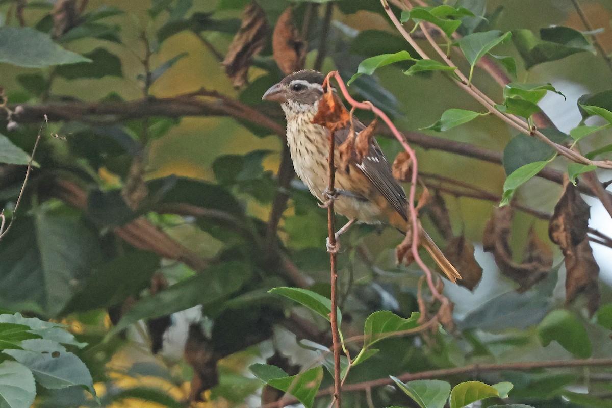 Rose-breasted Grosbeak - ML642125641