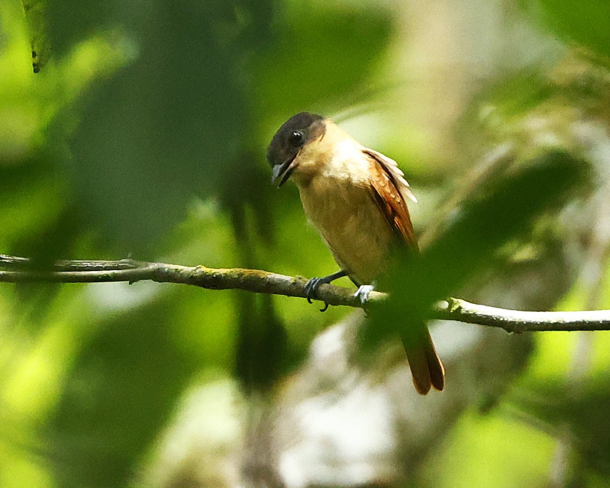 Rose-throated Becard - ML642125642