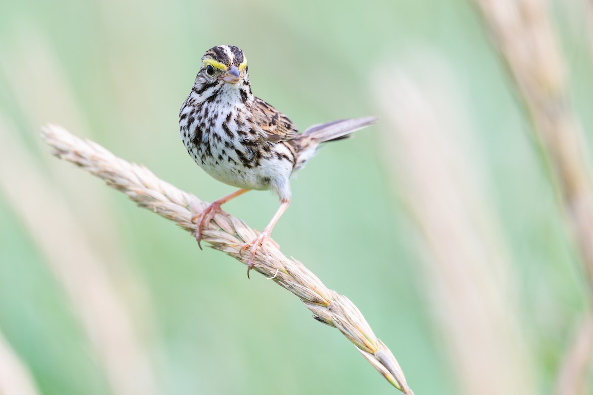 Savannah Sparrow - ML642125643