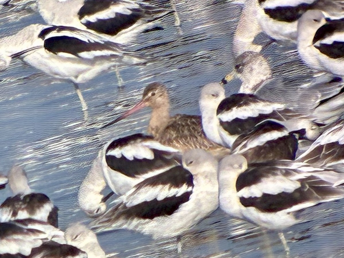 Marbled Godwit - ML642125644